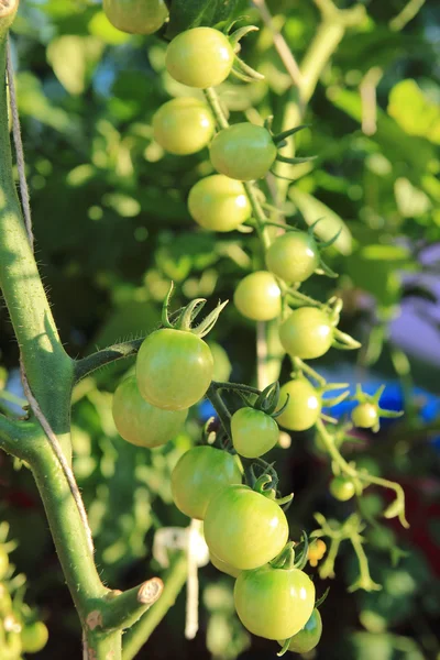 Close up of fresh tomatoes still on the plant — Stock Photo, Image