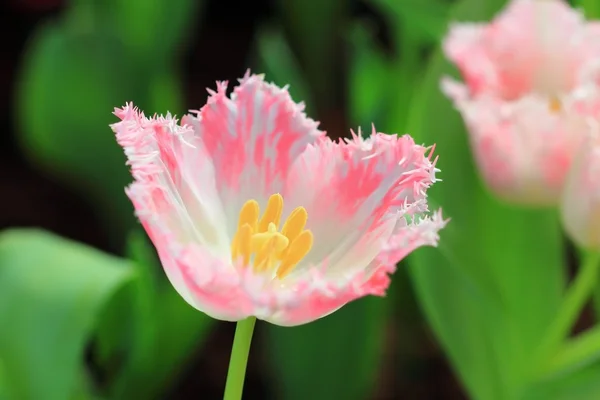 花园里的粉红郁金香 — 图库照片