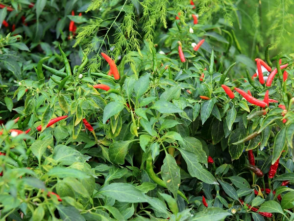 Rode chili peper op plant — Stockfoto