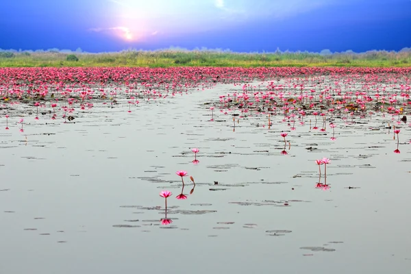 Por do sol waterlily campo — Fotografia de Stock