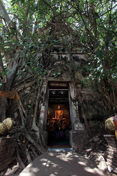 Buddha olhou através da porta com a árvore velha do bodhi da raiz — Fotografia de Stock