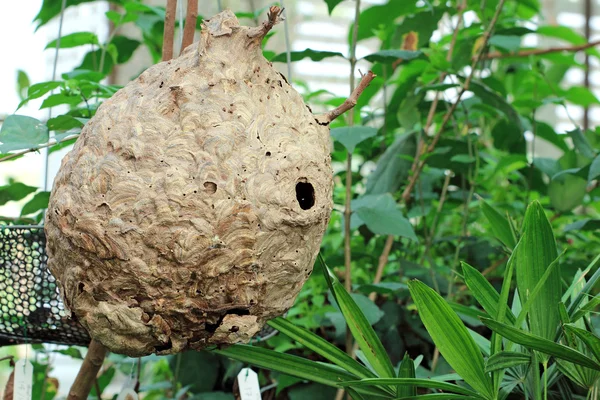 Wasp nest — Stock Photo, Image