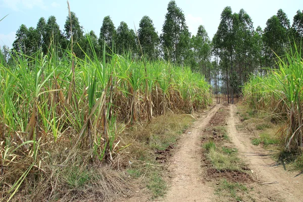 Cana-de-açúcar e estrada rural — Fotografia de Stock