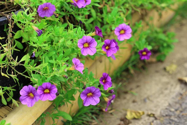 Flor de Petunias —  Fotos de Stock