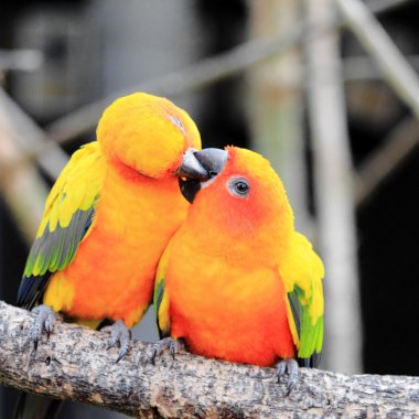 renkli güneş conure papağan kuş levrek öpüşme