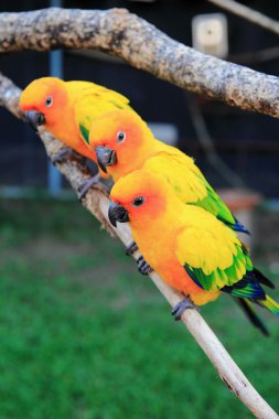 renkli güneş conure papağan kuş levrek öpüşme