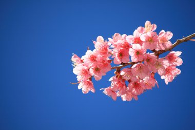 blossom'ın kiraz ağacında