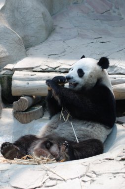dev panda bambu yiyor.
