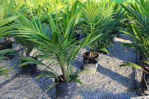 Oil palm sapling — Stock Photo, Image