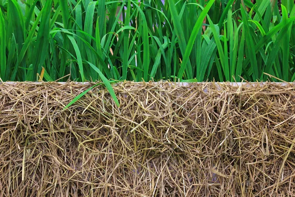 Straw and grass texture background — Stock Photo, Image