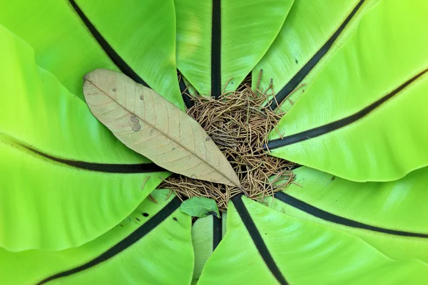 Vista de asplenium verde no centro com folha seca — Fotografia de Stock