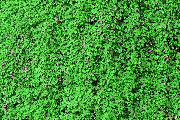 Foglie verdi parete texture sfondo — Foto Stock