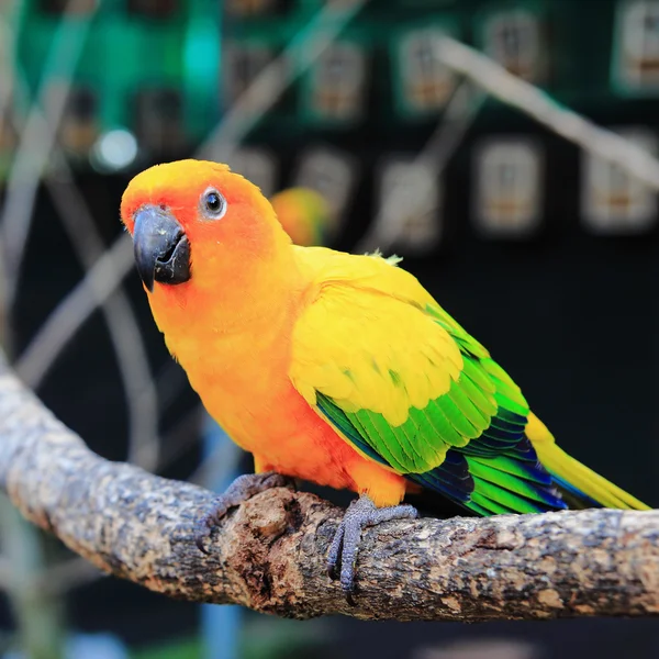 Barevné slunce conure papoušek pták líbání na bidýlko — Stock fotografie