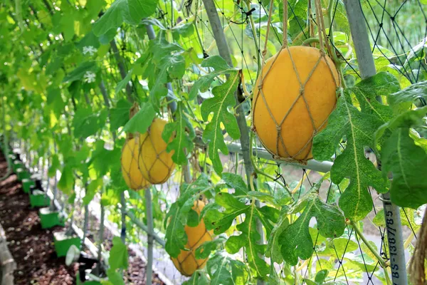 Pumpkin plants on a field ready to be harvested. — Stock Photo, Image