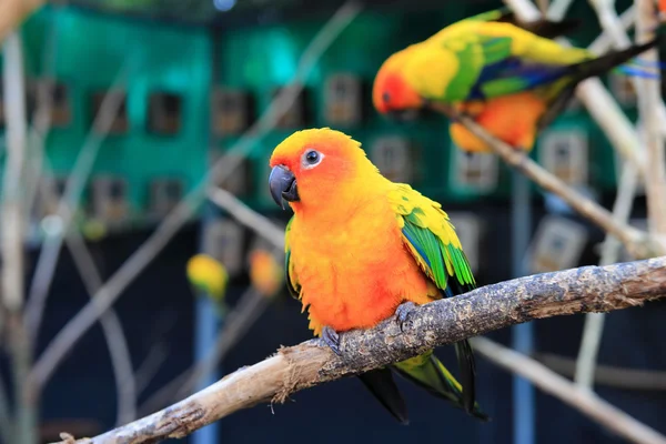 カラフルな太陽コニュア オウム鳥の止まり木の上にキス — ストック写真