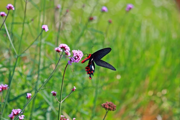 Butterfly feeding on pink flower — Stock Photo, Image