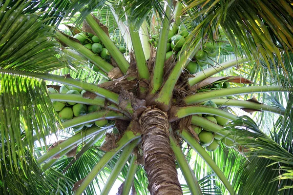 Fresh coconut — Stock Photo, Image