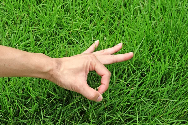 Hand OK sign on grass background — Stock Photo, Image