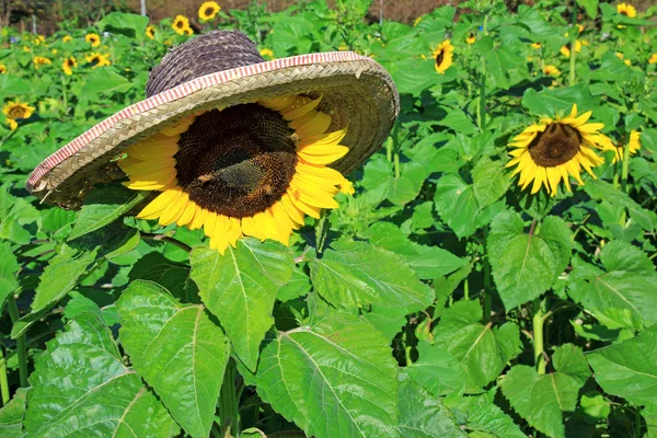 Красивые подсолнухи в поле в соломенной шляпе — стоковое фото