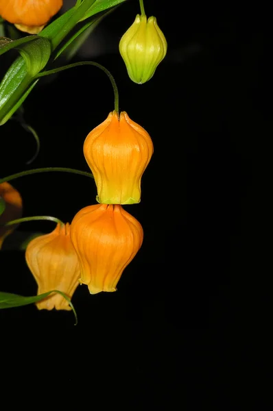 Fiore giallo su sfondo nero — Foto Stock