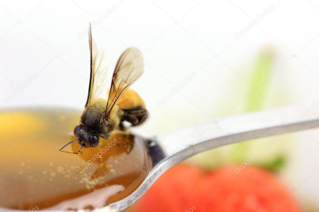 Bee eating honey on spoon with strawberry background