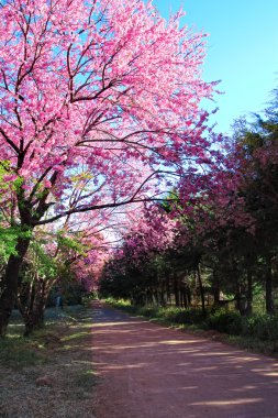 kiraz çiçeği yolu chiang Mai, Tayland