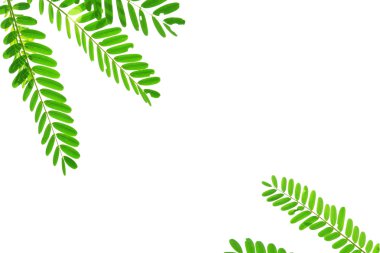 çerçeve yeşil taze yaprakları