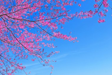 Sakura Pembe çiçek chiang Mai, Tayland