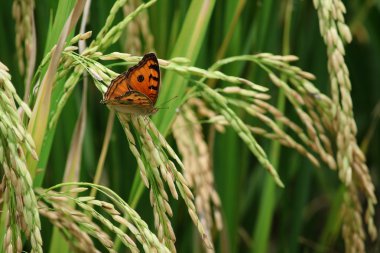 güzel kelebek ile yeşil çeltik.