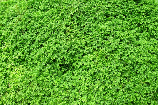 Green Moss — Stock Photo, Image