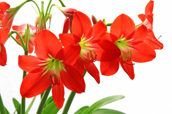 Red flowers — Stock Photo, Image