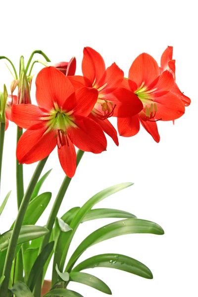 Flori roșii — Fotografie, imagine de stoc