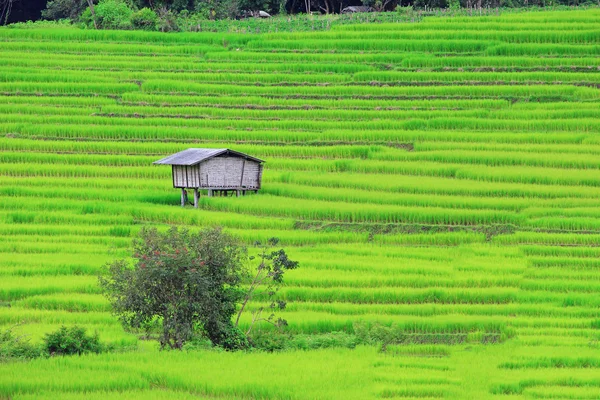 Rizières en terrasses dans le nord de la Thaïlande — Photo