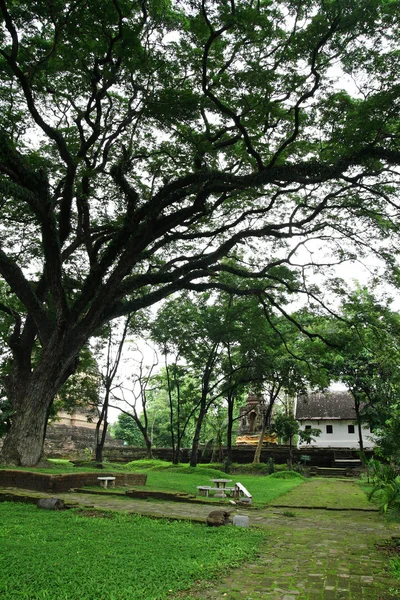 Big tree with stupa background. — Stock Photo, Image