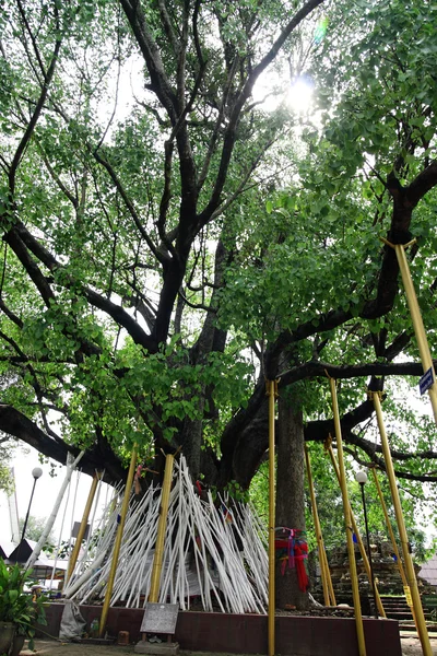 Support de poteau de l'arbre Bodhi — Photo