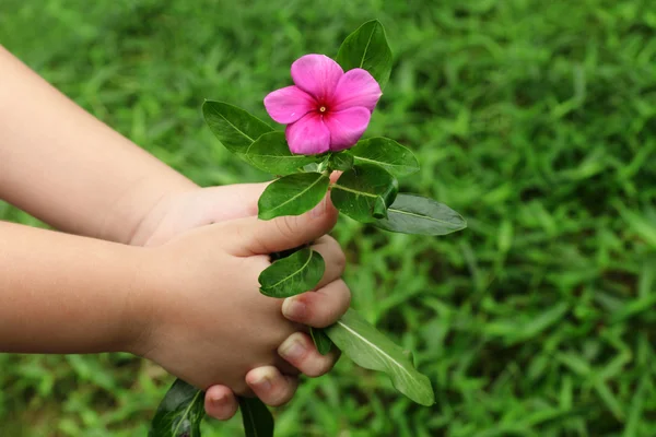 Kinderhand schenkt eine Blume — Stockfoto