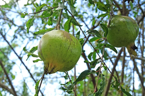 Pomegranate fruit on the tree — Stock Photo, Image