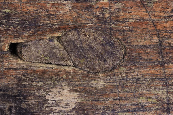 Wooden texture — Stock Photo, Image