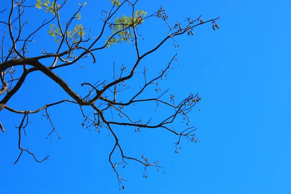 Galhos e céu azul — Fotografia de Stock