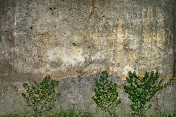 Detail starých zdí mají strom — Stock fotografie