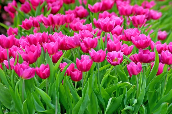 Jardín de tulipanes — Foto de Stock