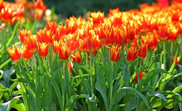 Tulips garden — Stock Photo, Image