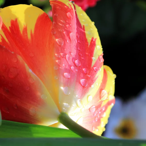 Zblízka kapek vody na tulipány — Stock fotografie