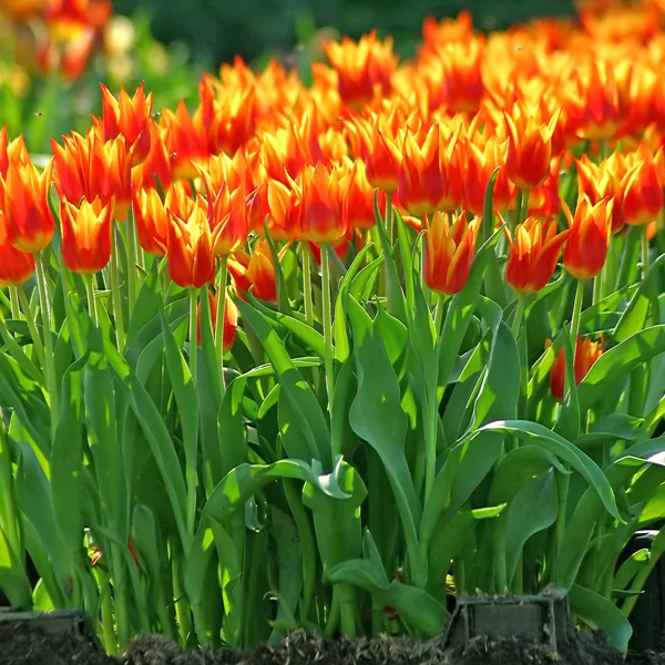 Tulips garden — Stock Photo, Image