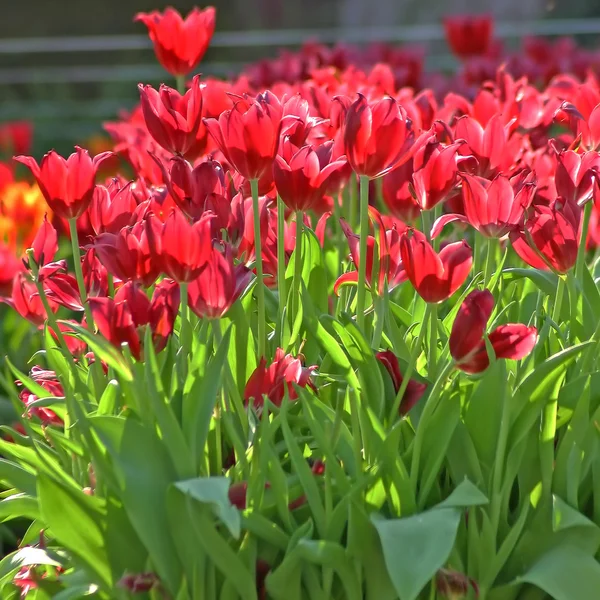 Jardín de tulipanes — Foto de Stock