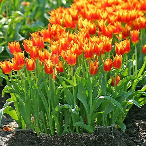 Jardín de tulipanes — Foto de Stock