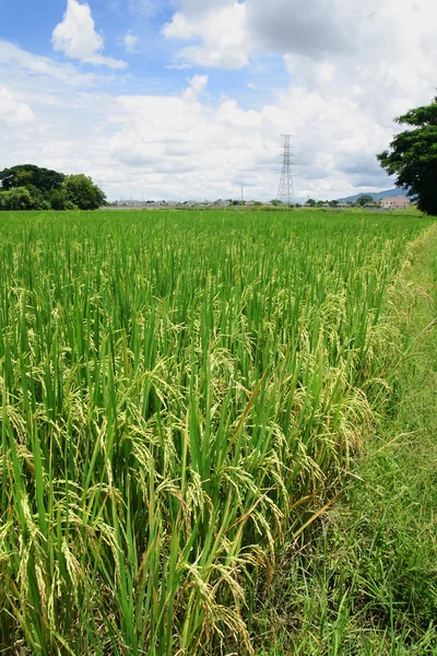 Champs de riz avec tours haute tension — Photo