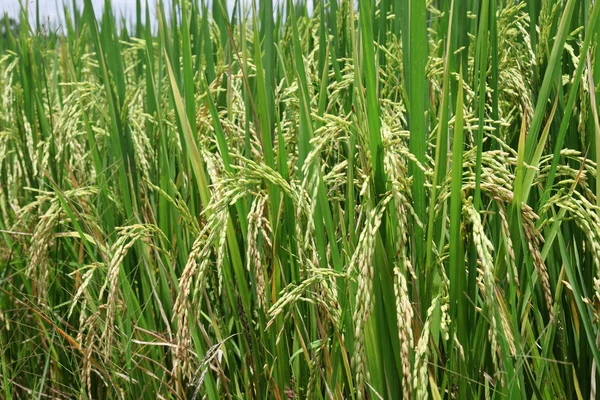 Green rice paddy — Stock Photo, Image