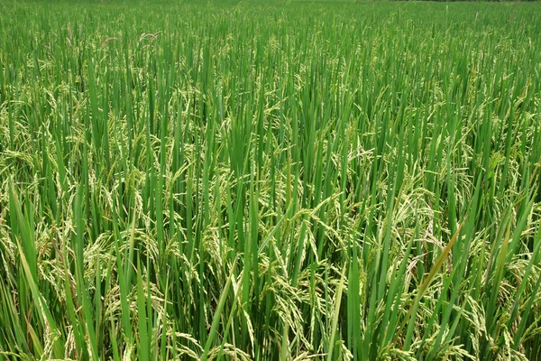 Zelená rýže paddy — Stock fotografie
