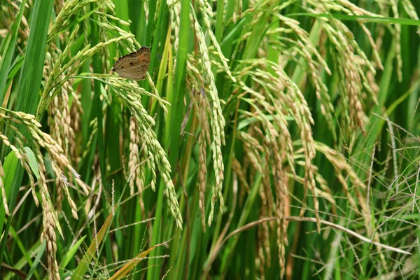 Arrozal verde com bela borboleta . — Fotografia de Stock